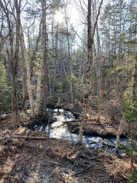 Birch trees at Lorax Woodlands